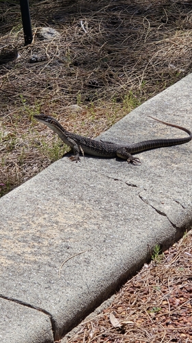Varanus observed 2026-10-28