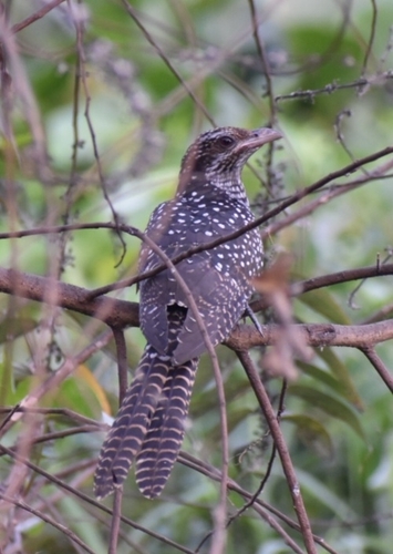 Eudynamys scolopaceus observed 2026-10-28