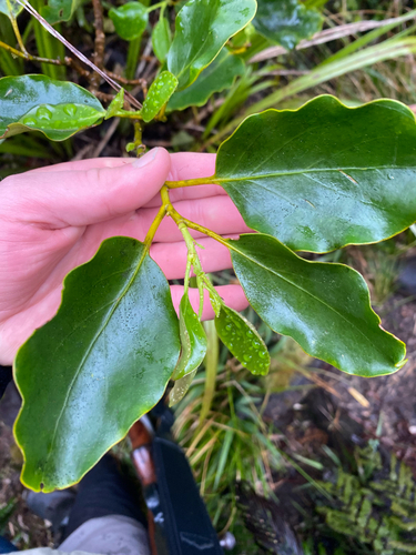 Griselinia littoralis observed 2026-10-27