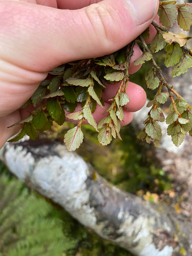 Nothofagus observed 2026-10-27