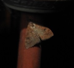 Udea profundalis