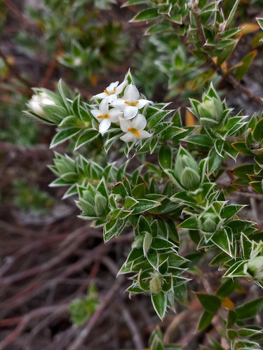 Pimelea observed 2026-10-28