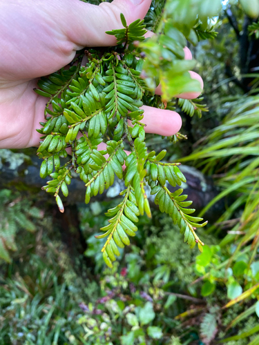 Prumnopitys ferruginea observed 2026-10-27