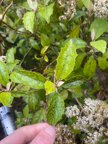 Olearia rani observed 2026-10-27