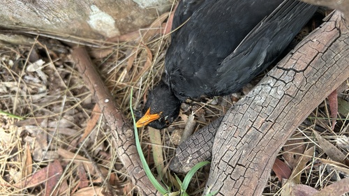 Turdus merula, 2026-10-28