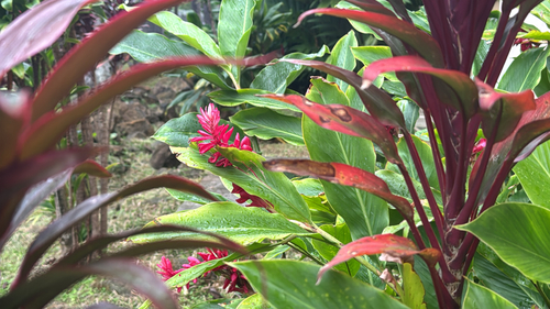 Alpinia observed 2026-10-27
