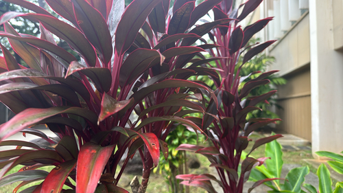 Cordyline fruticosa observed 2026-10-27
