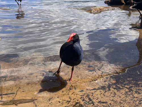 Porphyrio porphyrio observed 2026-10-28