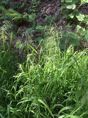Glyceria elata