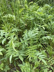 Glycyrrhiza lepidota