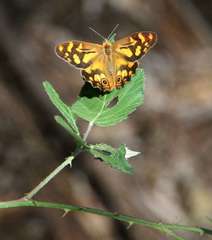 Heteronympha banksii banksii