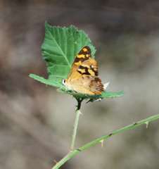 Heteronympha banksii banksii