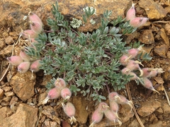 Oxytropis multiceps