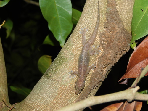 Gehyra mutilata observed 2026-10-23