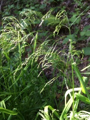 Glyceria elata