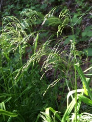 Glyceria elata