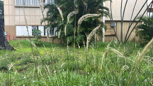 Digitaria insularis observed 2026-10-27