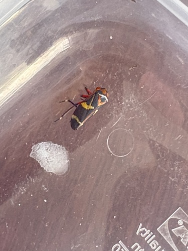 Eurymeloides pulchra observed 2026-10-28