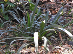 Hymenocallis littoralis