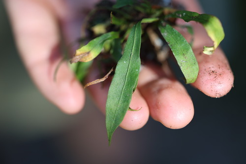 Dictyopteris observed 2026-10-25