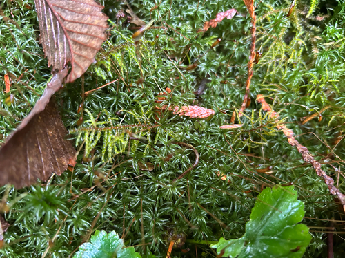 Atrichum undulatum observed 2026-10-27
