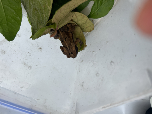 Trachypus observed 2026-10-27