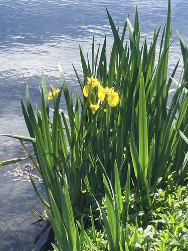 Iris observed 2026-10-28