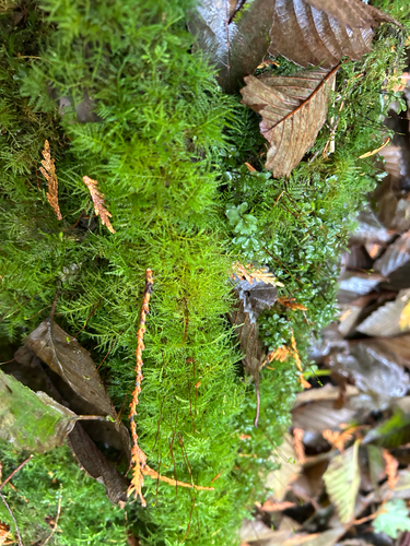 Kindbergia praelonga observed 2026-10-27