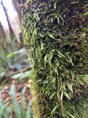Plagiothecium undulatum observed 2026-10-27