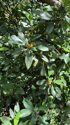 Psychotria observed 2026-10-28