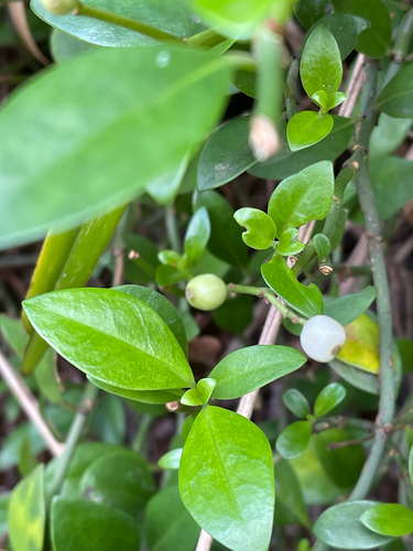 Psychotria observed 2026-10-28