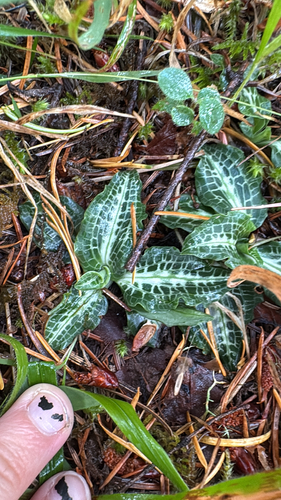 Goodyera observed 2026-10-27