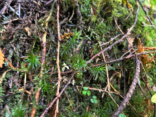 Pogonatum observed 2026-10-27