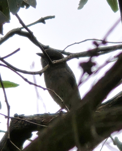 Pachycephala observed 2026-10-28