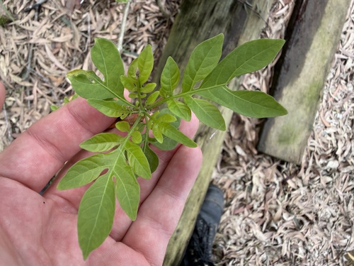 Solanum seaforthianum observed 2026-10-28