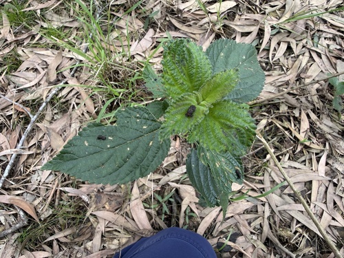 Lantana camara observed 2026-10-28