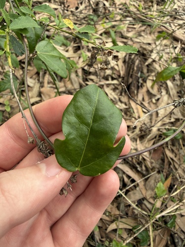 Passiflora observed 2026-10-28