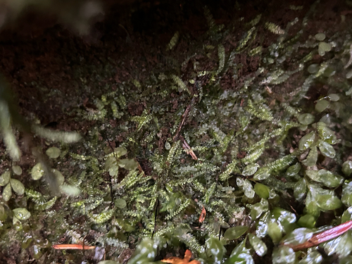 Pseudotaxiphyllum elegans observed 2026-10-27