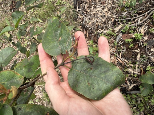 Eucalyptus observed 2026-10-28