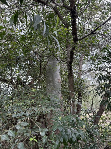 Eucalyptus observed 2026-10-28