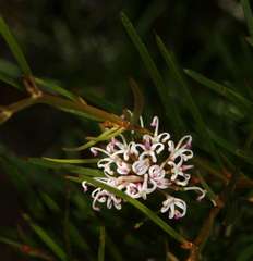 Grevillea neurophylla