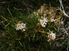 Grevillea neurophylla