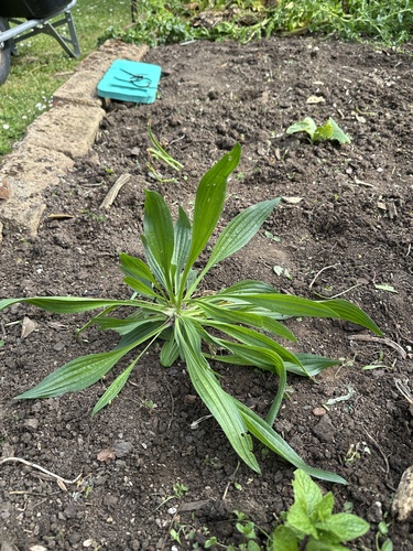 Plantago observed 2026-10-28