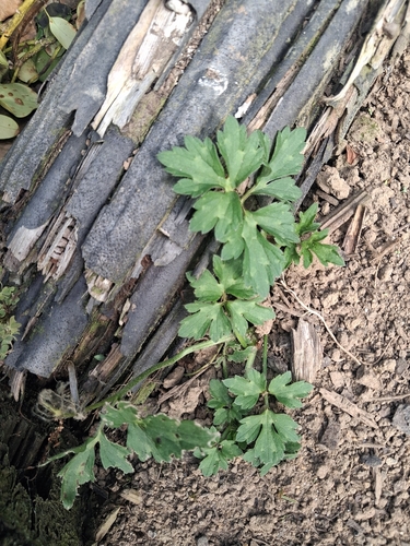 Ranunculus repens observed 2026-10-28