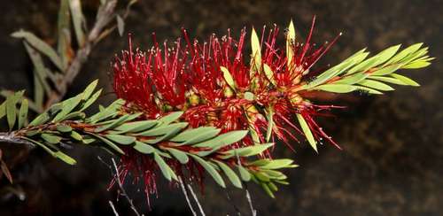 Image of Melaleuca subulata by (c) Russell Best, some rights reserved (CC BY)
