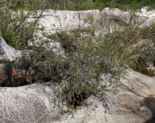 Image of Melaleuca subulata by (c) Russell Best, some rights reserved (CC BY)