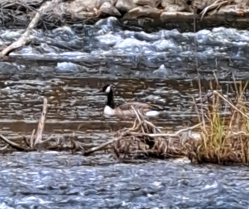 Branta canadensis observed 2026-10-27