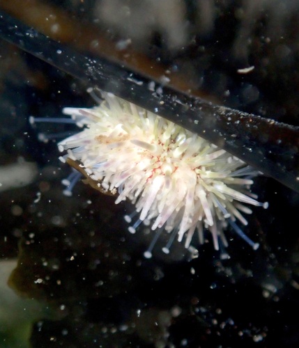 Strongylocentrotus purpuratus observed 2026-10-27