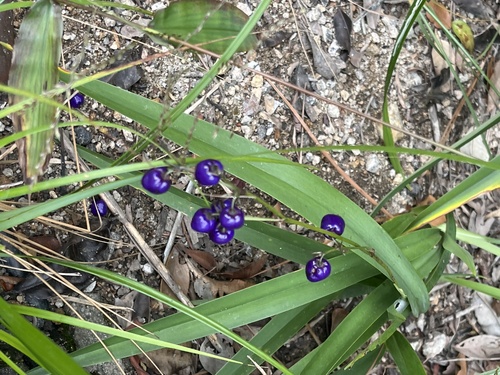 Dianella observed 2026-10-28