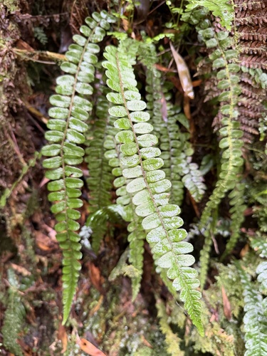 Cranfillia fluviatilis observed 2026-10-28